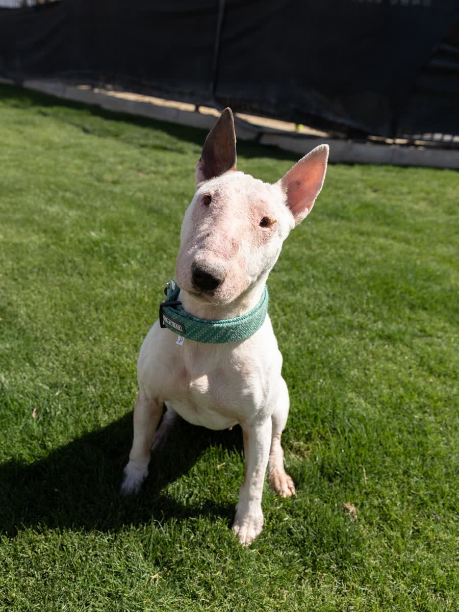 Bull terrier sitting on green grass looking up at the camera